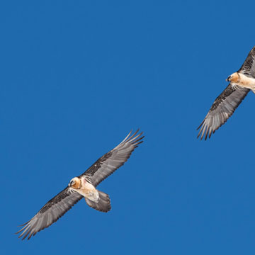 Bearded Vulture