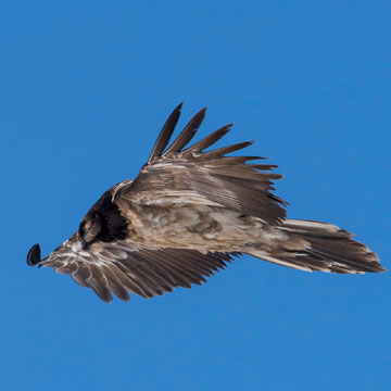 Bearded Vulture