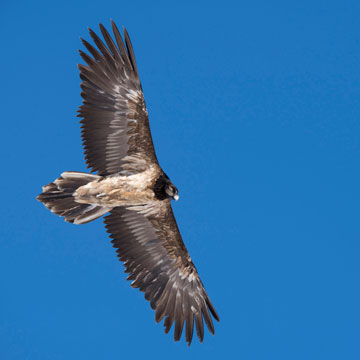 Bearded Vulture