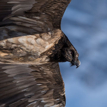 Bearded Vulture