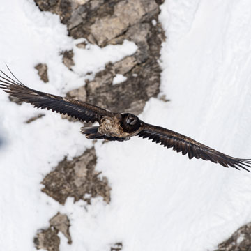 Bearded Vulture