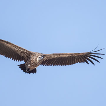 White-backed Vulture