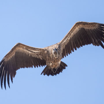 White-backed Vulture