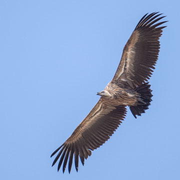 White-backed Vulture