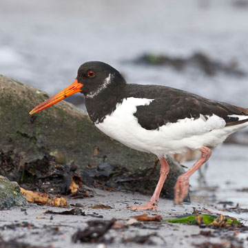 Eurasian Oystercatcher