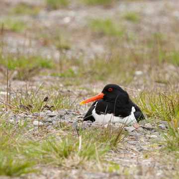 Eurasian Oystercatcher