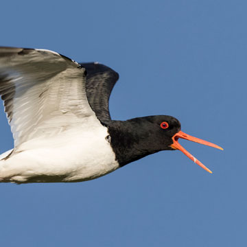 Eurasian Oystercatcher