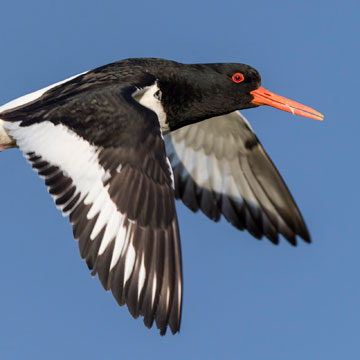 Eurasian Oystercatcher