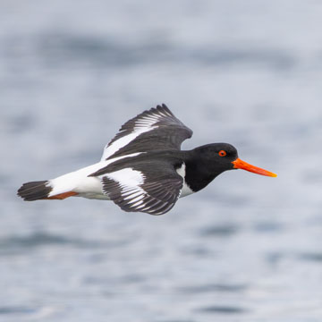 Eurasian Oystercatcher