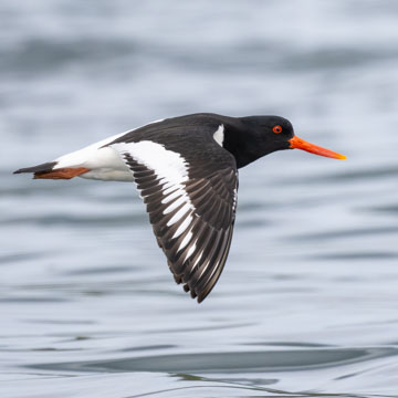 Eurasian Oystercatcher