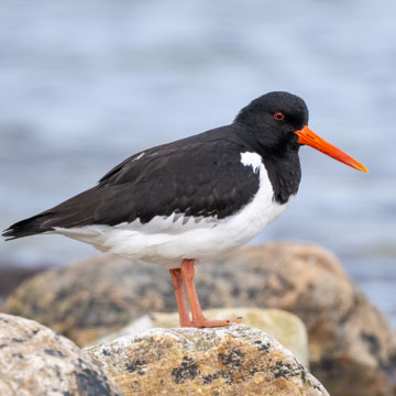 Eurasian Oystercatcher