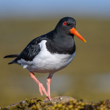 Eurasian Oystercatcher