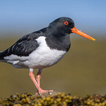 Eurasian Oystercatcher
