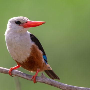 Grey-headed Kingfisher