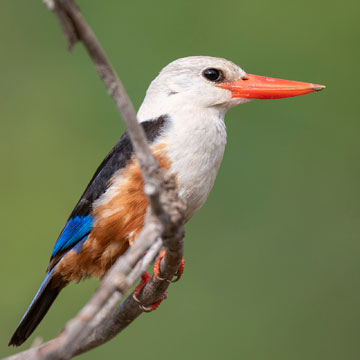 Grey-headed Kingfisher