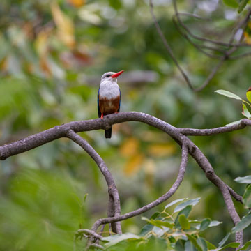 Grey-headed Kingfisher