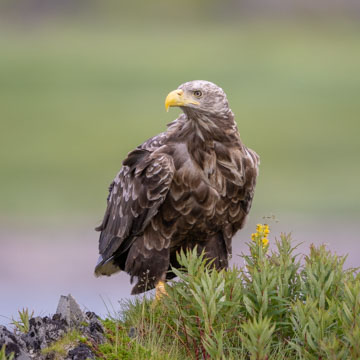 White-tailed Eagle