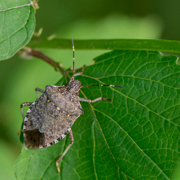 Brown Marmorated Stink Bug