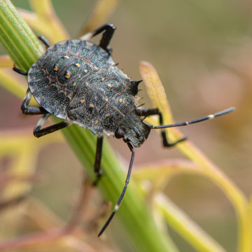 Brown Marmorated Stink Bug