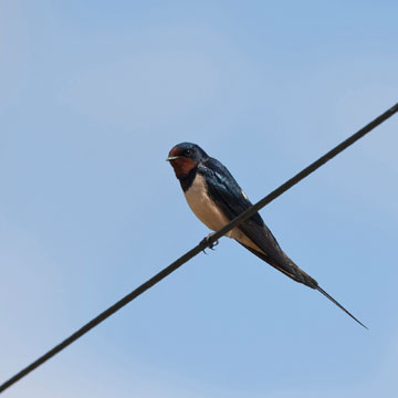 Barn Swallow