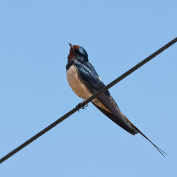 Barn Swallow