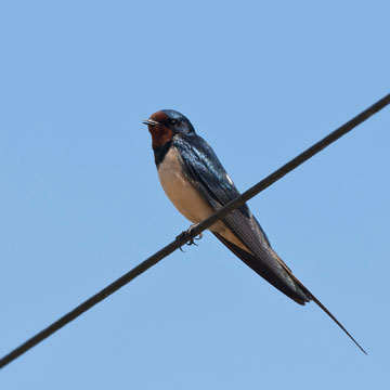 Barn Swallow