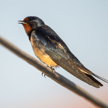 Barn Swallow