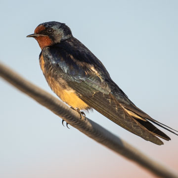 Barn Swallow