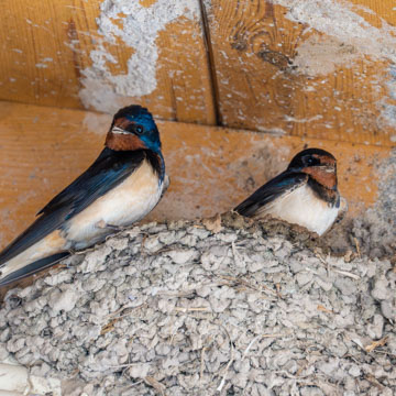 Barn Swallow