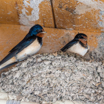 Barn Swallow