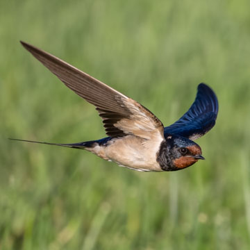 Barn Swallow