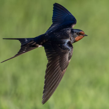 Barn Swallow