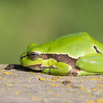 European Tree Frog