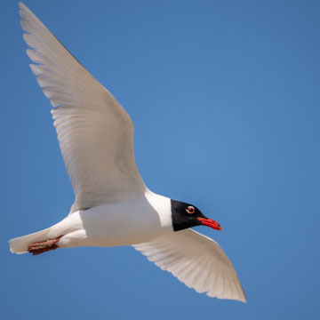 Mediterranean Gull