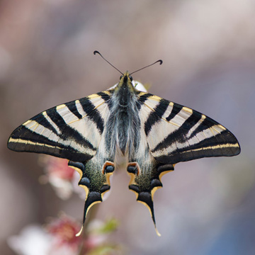 Southern Scarce Swallowtail