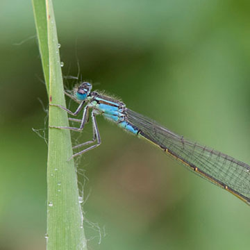 Blue-tailed Damselfly