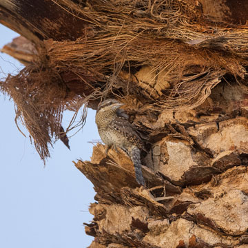 Eurasian Wryneck