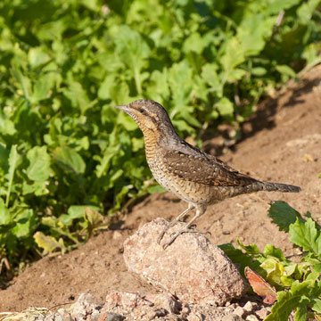 Eurasian Wryneck