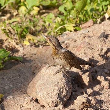 Eurasian Wryneck