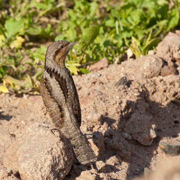 Eurasian Wryneck