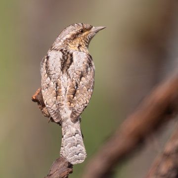 Eurasian Wryneck