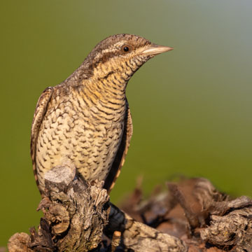 Eurasian Wryneck
