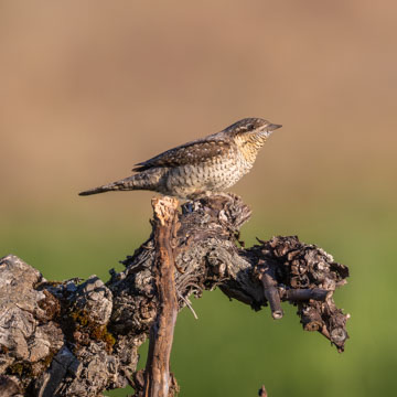 Eurasian Wryneck