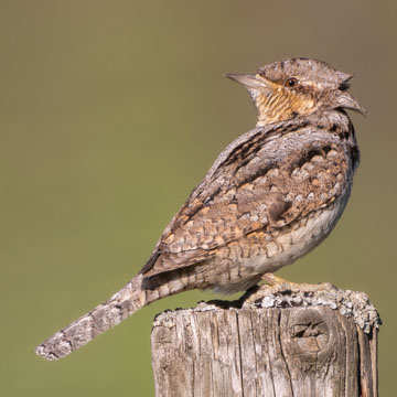 Eurasian Wryneck
