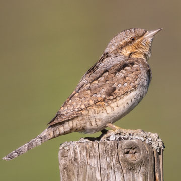 Eurasian Wryneck