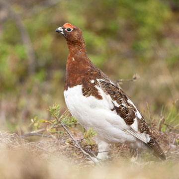 Willow Ptarmigan