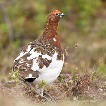 Willow Ptarmigan