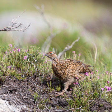 Willow Ptarmigan