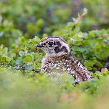 Willow Ptarmigan