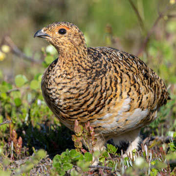 Moorschneehuhn